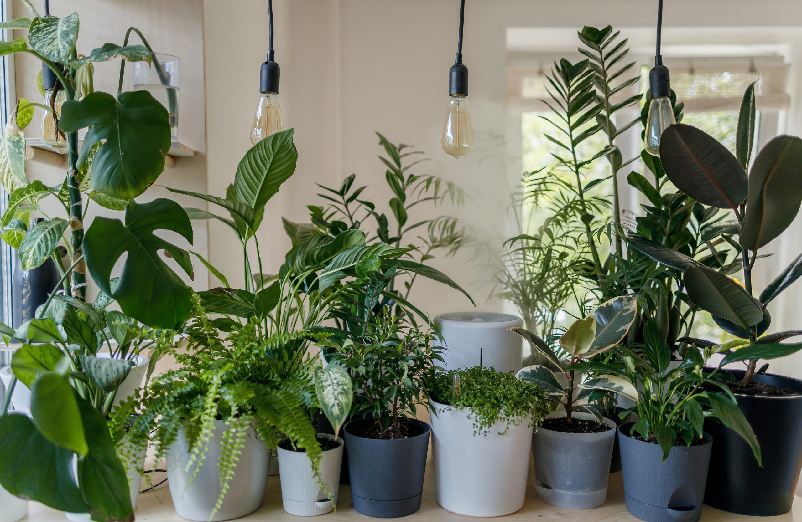 盆栽植物在明亮的房间里。活植物给家庭绿洲是一种自然，健康的感觉。